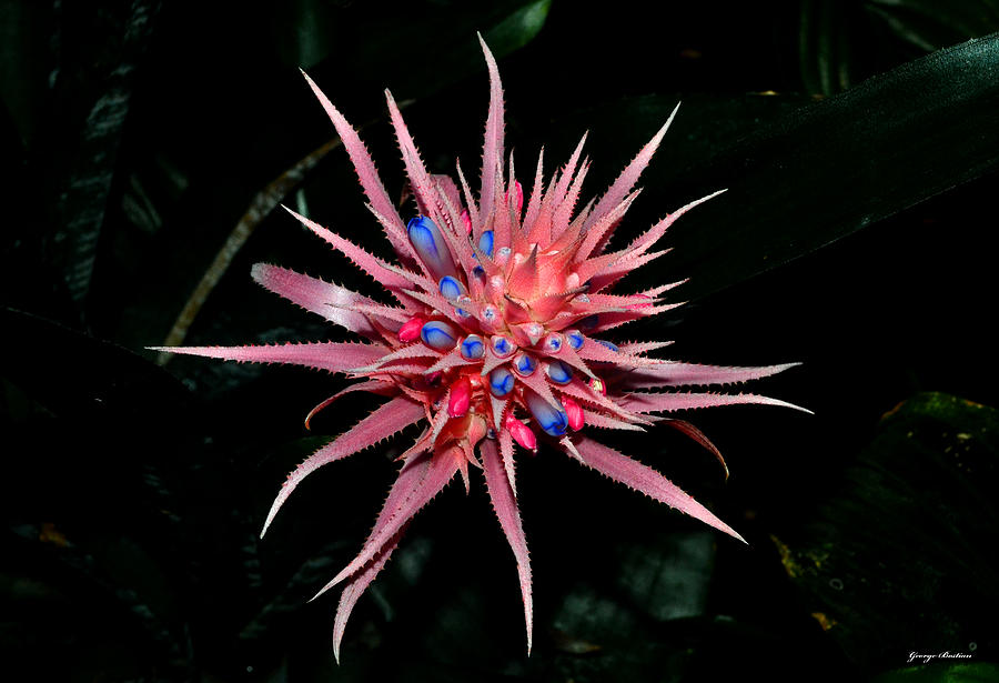 Colors Of Nature - Pink And Blue Bromelia Photograph by George Bostian