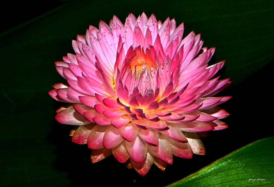 Colors Of Nature - Pink Strawflower 003 Photograph by George Bostian