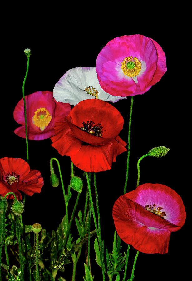 Colors Of Nature - Poppies 009 Photograph by George Bostian