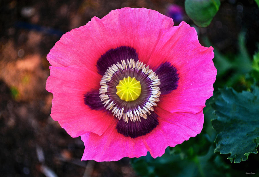 Colors Of Nature - Poppy 003 Photograph by George Bostian