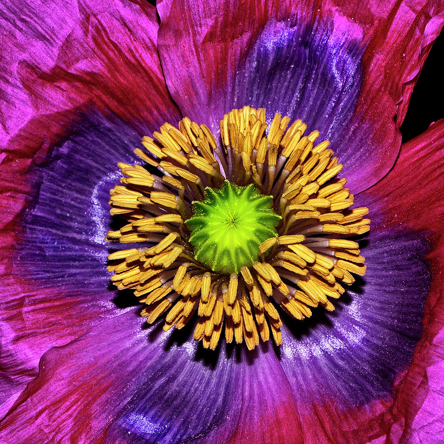 Colors Of Nature - Poppy Center 002 Photograph by George Bostian