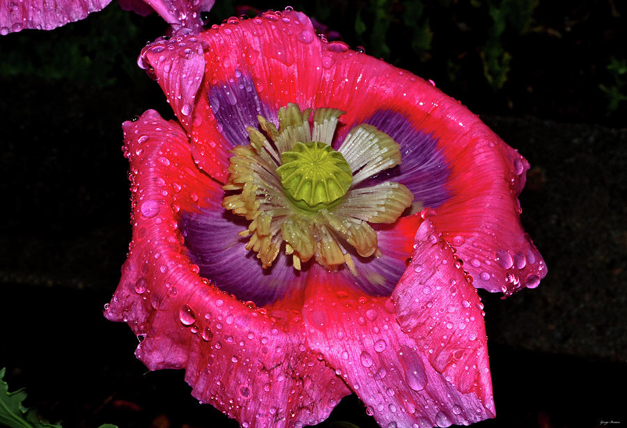Colors Of Nature - Poppy With Raindrops 003 Photograph by George Bostian