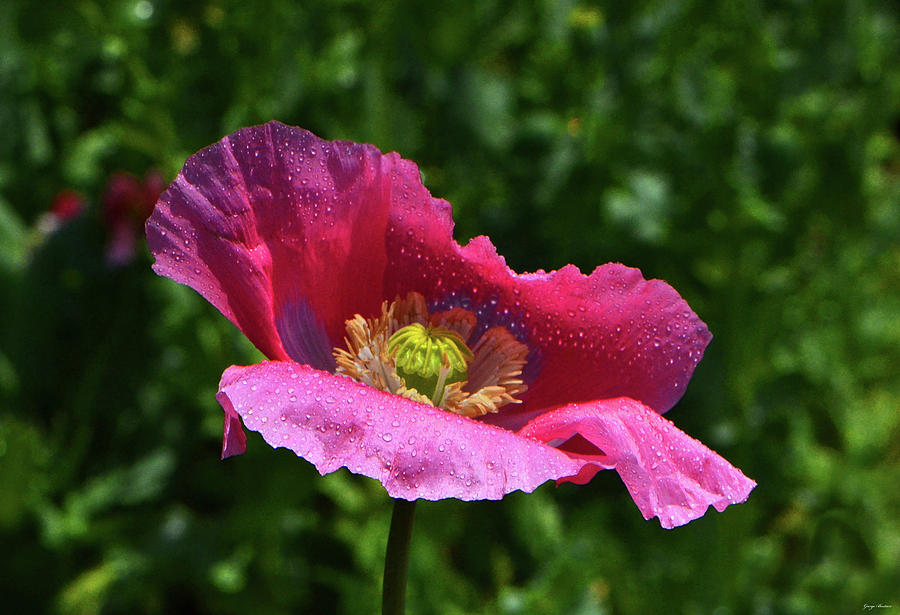 Colors Of Nature - Poppy With Raindrops 004 Photograph by George Bostian
