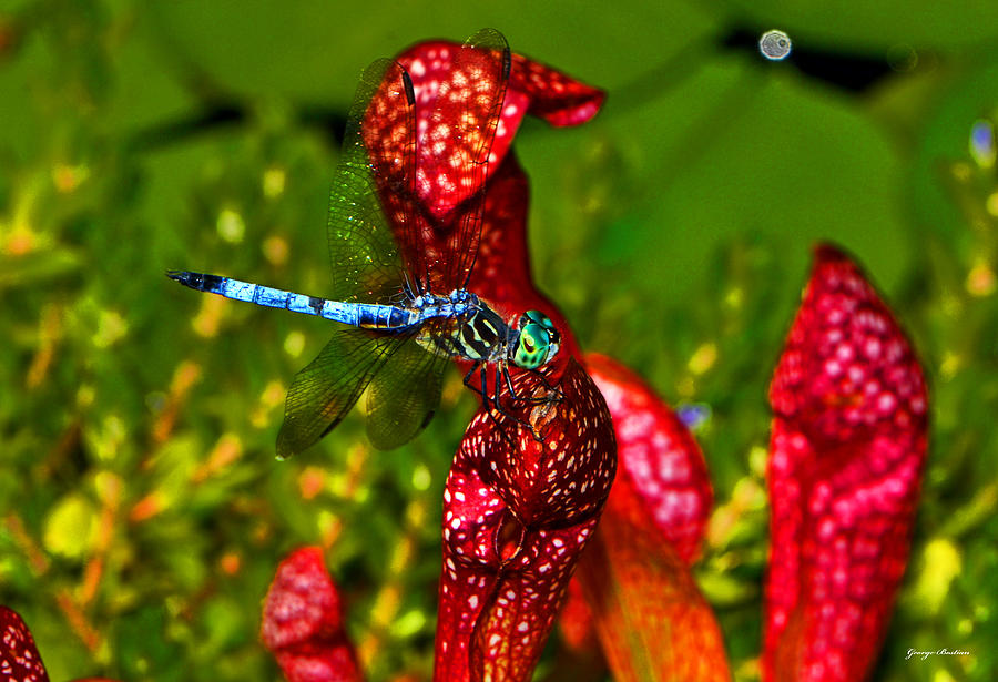 Pitcher Plant Photograph - Colors Of Nature - Profile Of A Dragonfly 003 by George Bostian