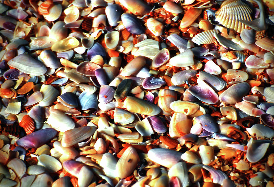 Colors Of Nature - Seashells 003 Photograph by George Bostian