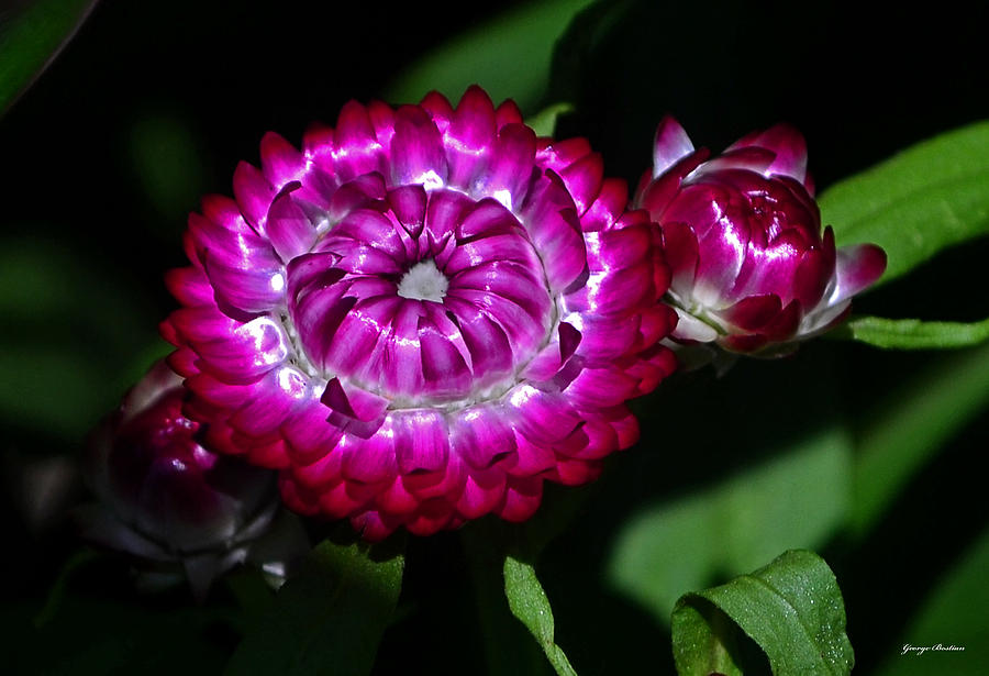 Colors Of Nature - Strawflower 005 Photograph by George Bostian