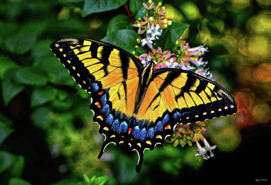 Colors Of Nature - Swallowtail Butterfly 003 Photograph by George Bostian