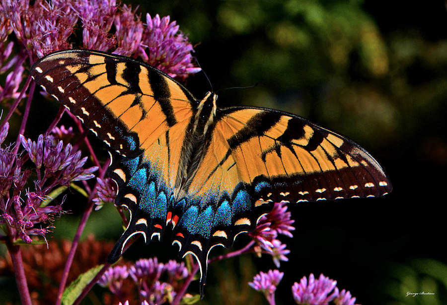 Colors Of Nature - Swallowtail Butterfly 004 Photograph by George Bostian