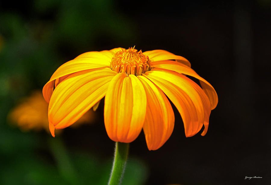 Colors Of Nature - Yellow Flower 020 Photograph by George Bostian
