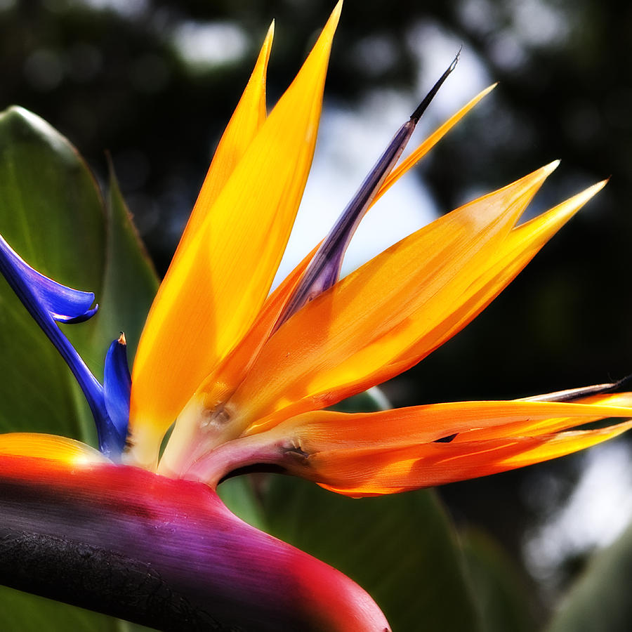 Colors of Paradise Photograph by Dale Frazier - Fine Art America