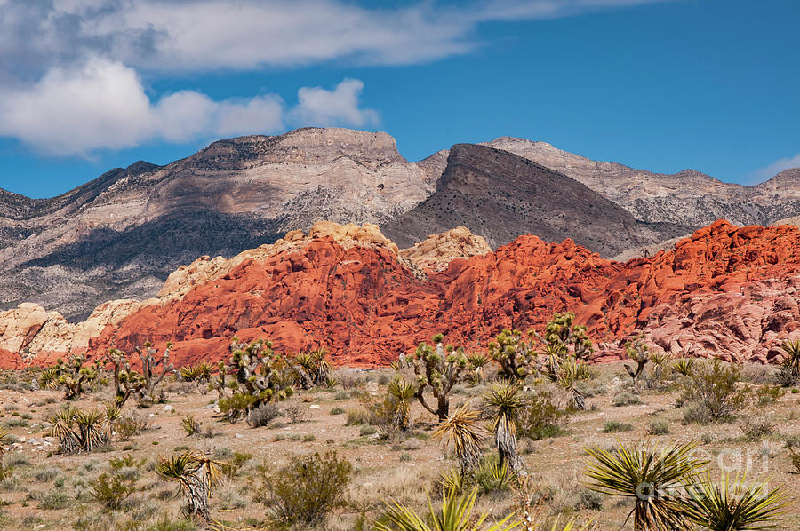 Colors of Red Rock Canyon One Photograph by Bob Phillips