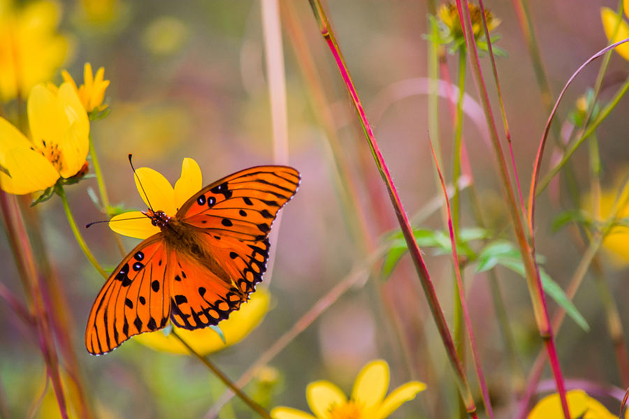 Butterfly Photograph - Colors of Summer by Parker Cunningham