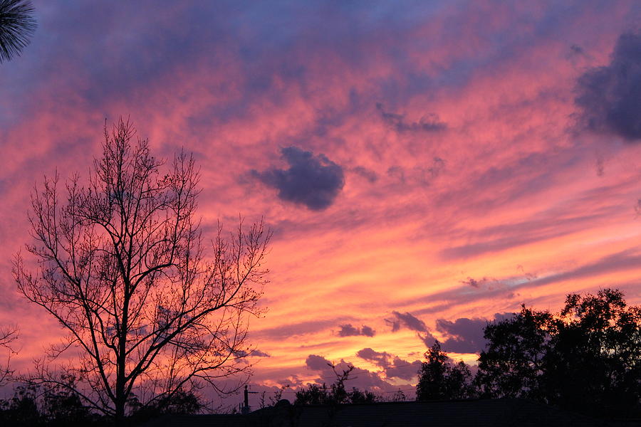 Tree Photograph - Colors of Sunset by Jonathan Morgan