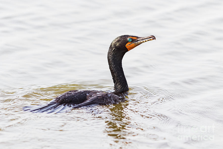 Wildlife Photograph - Colors of the Cormorant by Michael McStamp