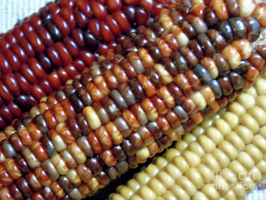 Colors Of The Corn Photograph by D Hackett