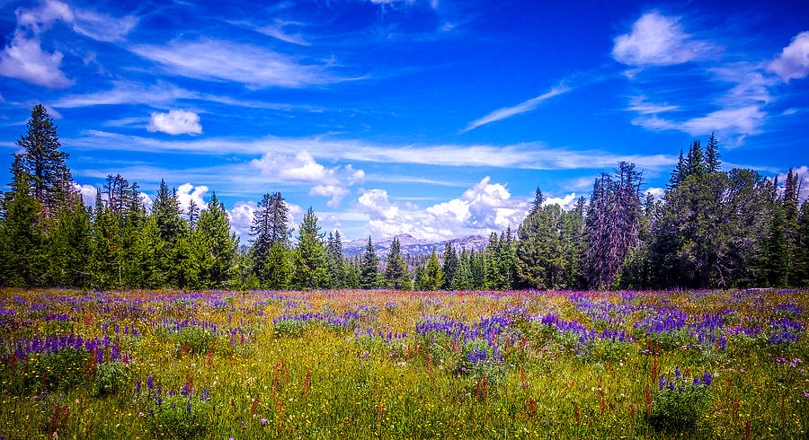 Colors of the Meadow Photograph by Dawn Zemaitis - Fine Art America