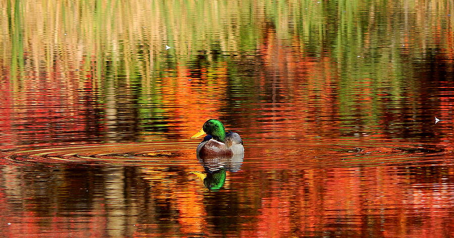 Duck Photograph - Colors of the morning by Karen Cook