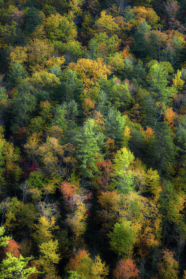 Colors Of The Smokies Photograph by Michael Eingle