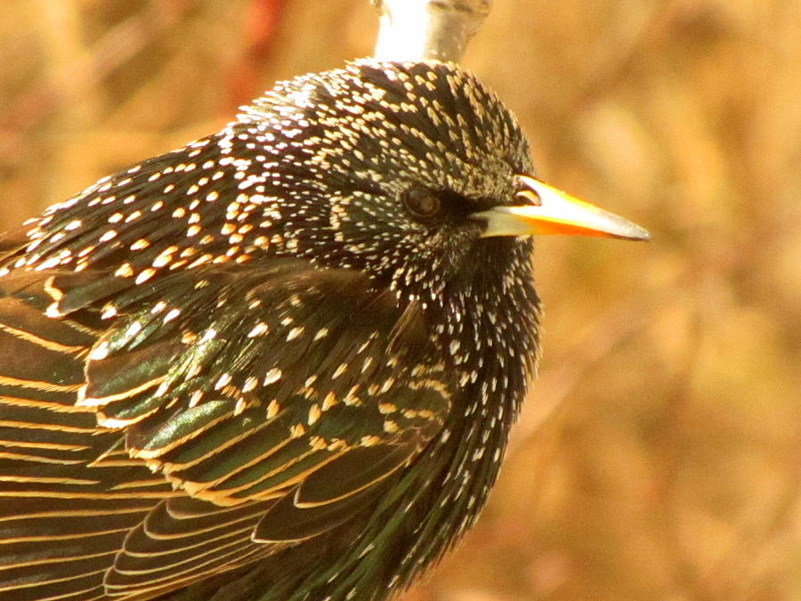 Colors of the Starling Photograph by Lisa Jayne Konopka - Pixels