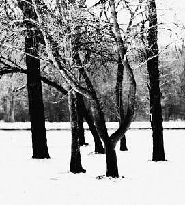 Colors Of Winter Entangled Photograph by Eduardo Hugo Colors Of Winter Entangled Photograph by Eduardo Hugo