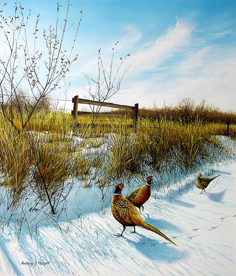 Colors of Winter - Pheasants Painting by Anthony J Padgett