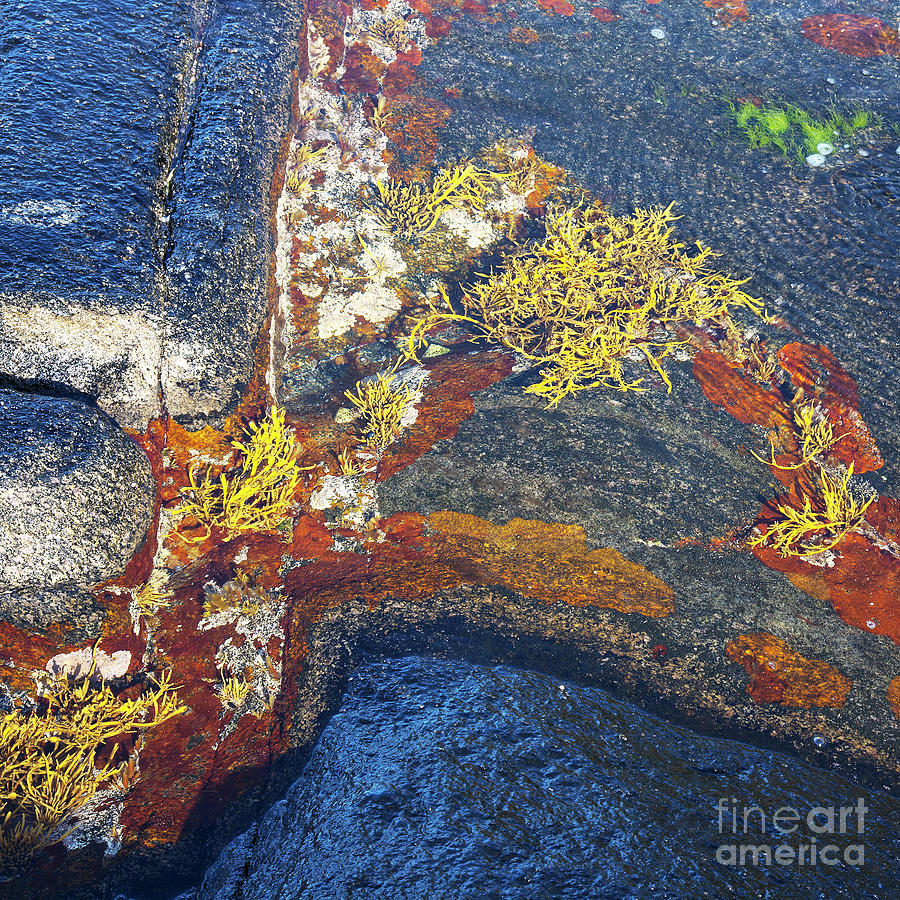 Colors on rock II Photograph by Heiko Koehrer-Wagner