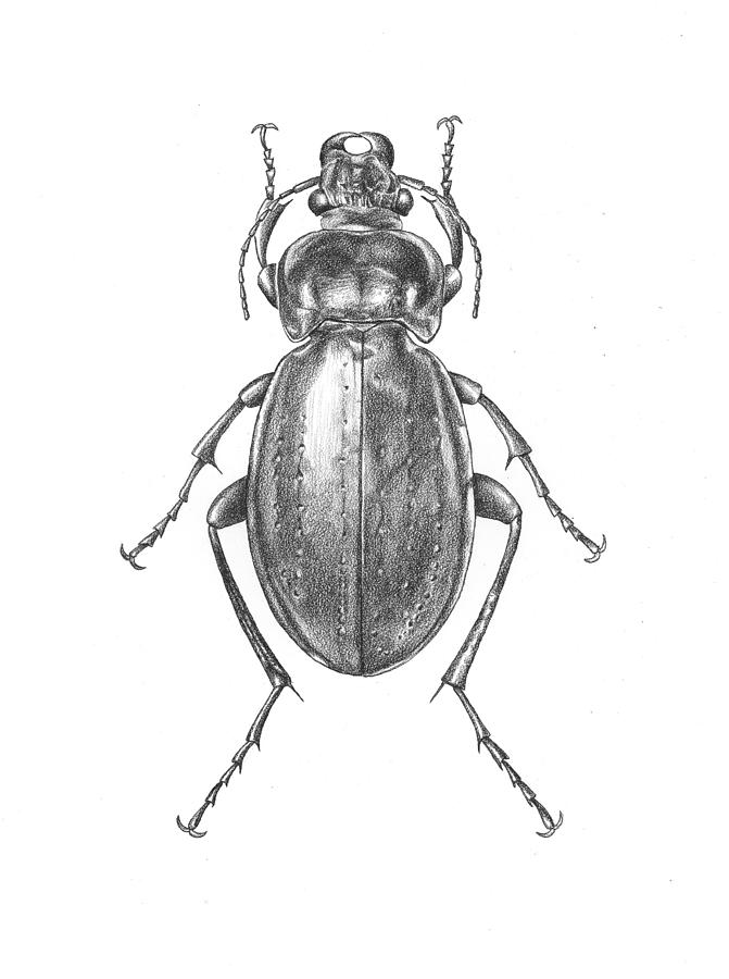 Wildlife Drawing - Colosma Beetle by Logan Parsons