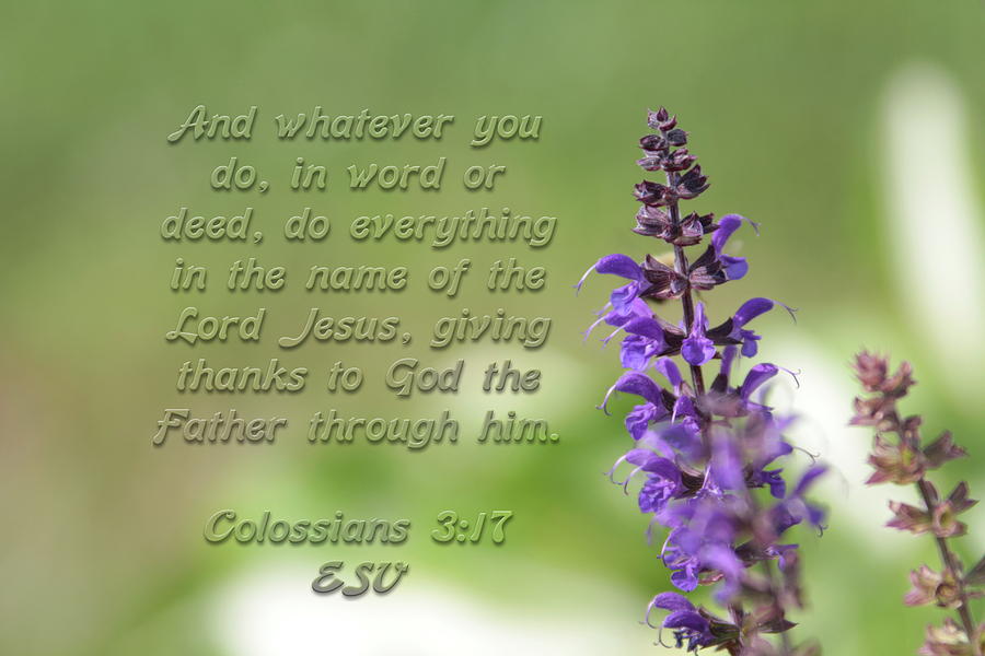 Flowers Still Life Photograph - Colossians 3 Verse 17 by Alan Skonieczny