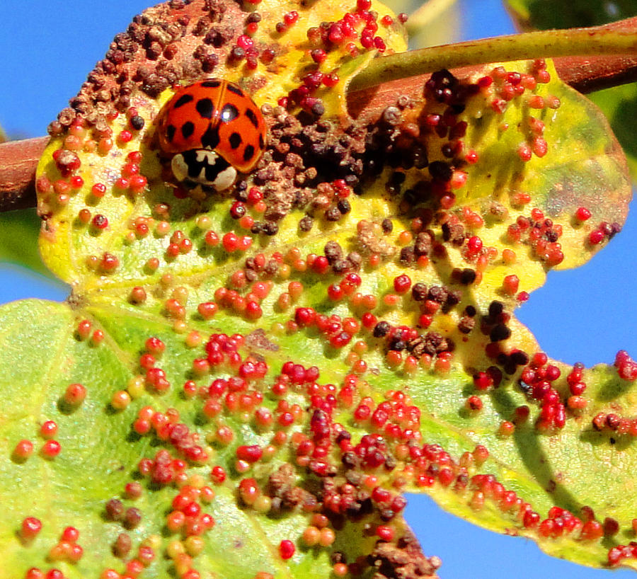 Colour bug Photograph by Susan Baker