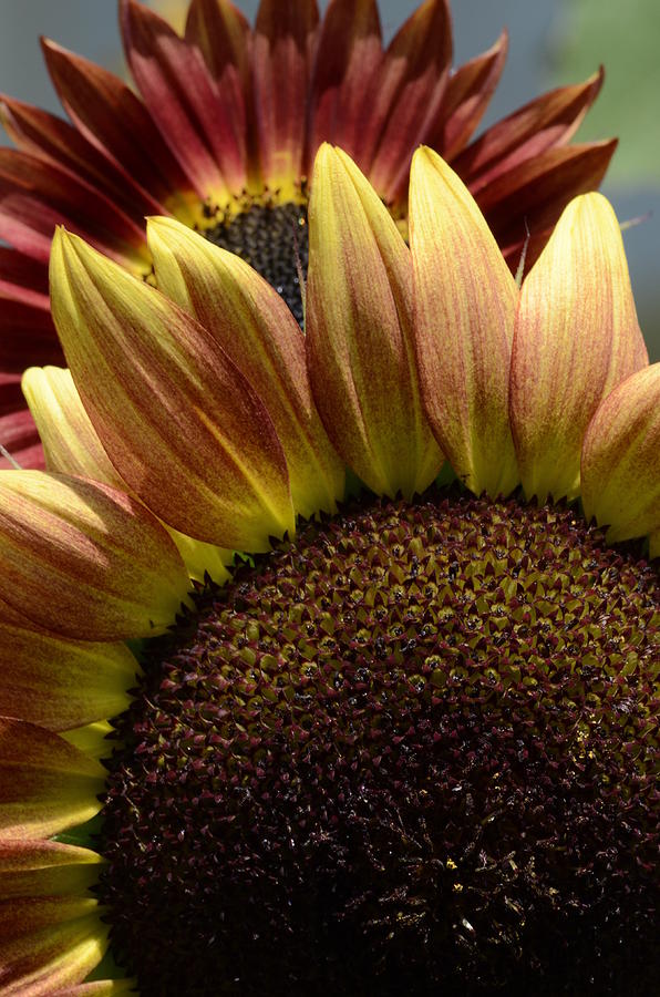 Sunflower Selfies Photograph by Cheryl Charette