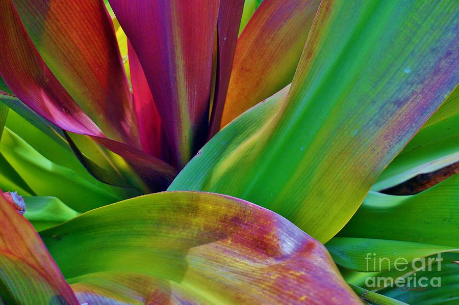 Colour Photograph - Colour Leaf 2 by John Clark Colour Photograph - Colour Leaf 2 by John Clark