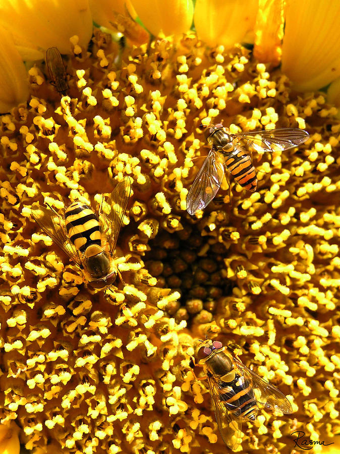 Sunflower Photograph - Colour of Honey by Rasma Bertz