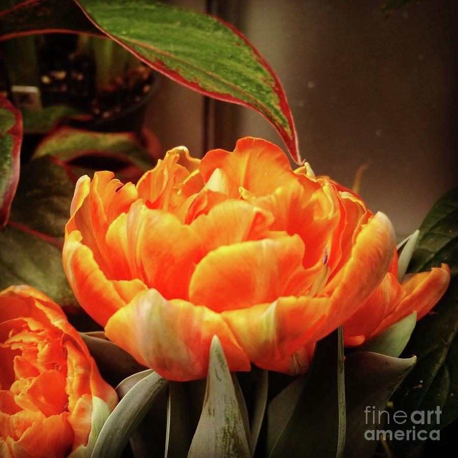 Colour Orange Photograph by Anita Adams