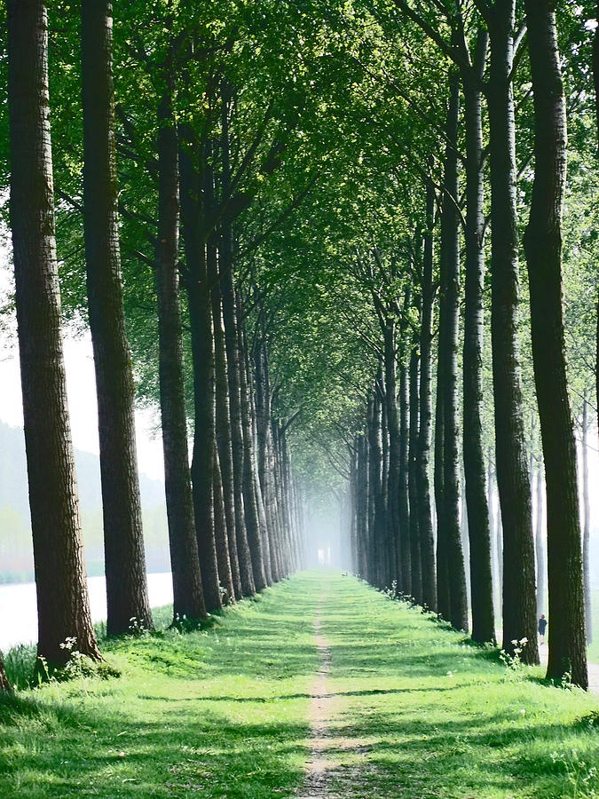 Colour Tree Avenue Photograph by Laura Hologram - Fine Art America