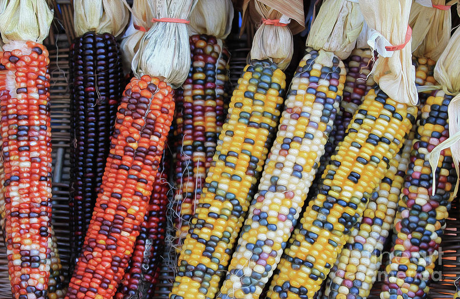 Coloured Corn Photograph by Nina Silver
