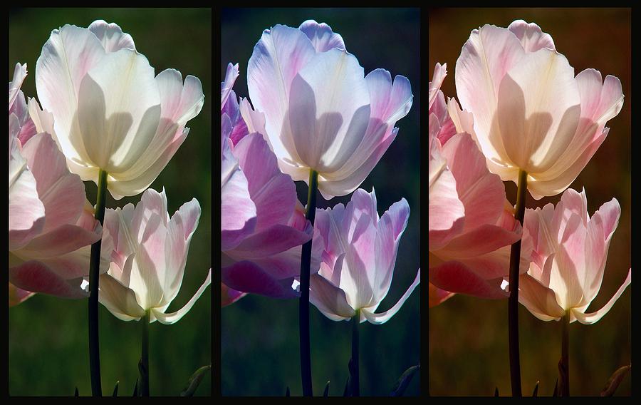 Flower Photograph - Coloured Tulips by Robert Meanor