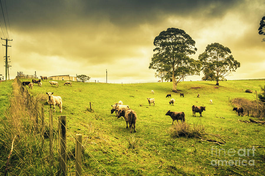 Colourful Australian cattle station Photograph by Jorgo Photography