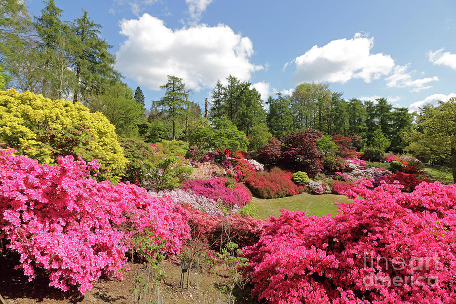 Colourful Azaleas in the Punch Bowl at Virginia Water UK Photograph by Julia Gavin