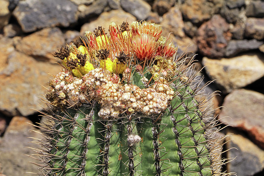 Colourful Cactus Photograph by Tony Murtagh