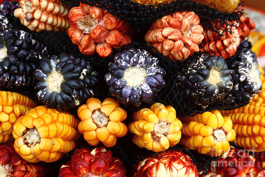 Colourful Corn Varieties Peru Photograph by James Brunker