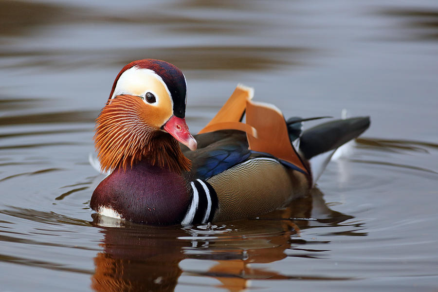 Duck Photograph - Colourful Duck by Grant Glendinning