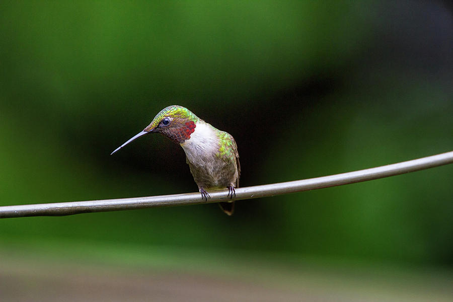 Colourful Expression - Ruby-throated Hummingbird - Trochilus col Photograph by Spencer Bush