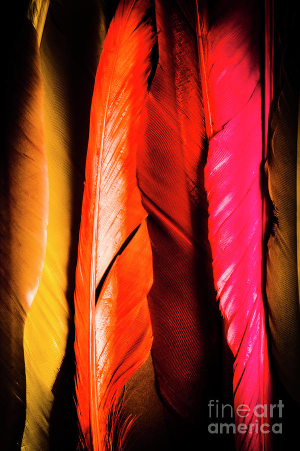 Colourful feather art Photograph by Jorgo Photography
