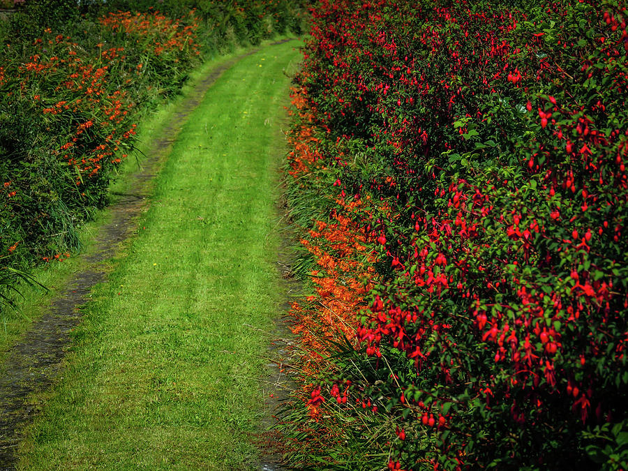 Colourful Irish Country Road Photograph by James Truett