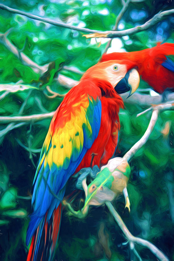Scarlet Macaw  Digital Art by Roy Pedersen