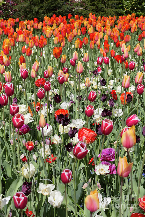 Colourful mixed tulips at Keukenhof Gardens Netherlands Photograph by Louise Heusinkveld