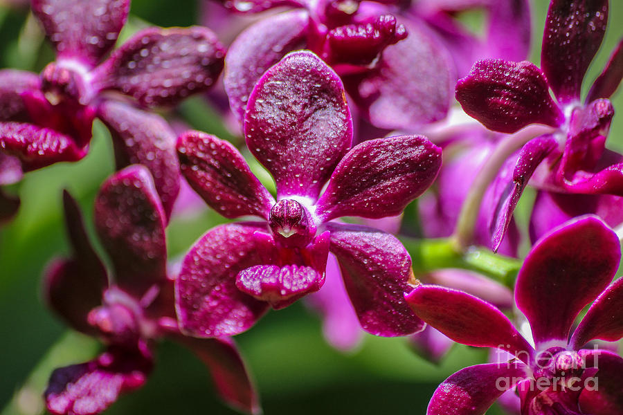 Nature Photograph - Colourful Orchids by Layla Alexander
