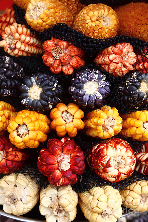 Colourful Peruvian Corn Cobs Photograph by James Brunker