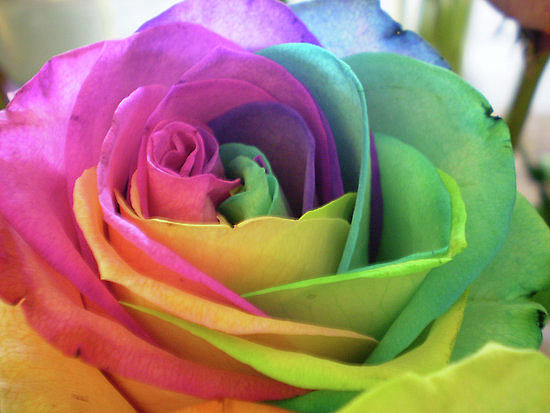 Colourful Rose Photograph by Wilma Stout
