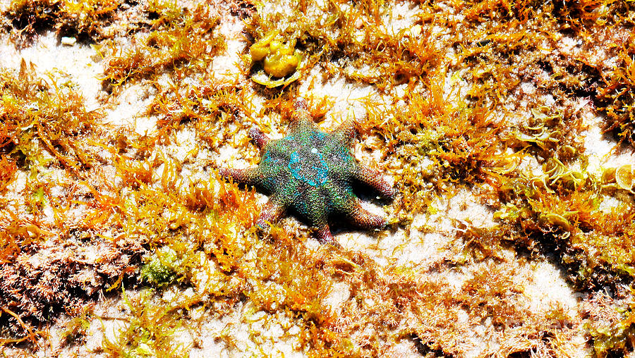 Colourful Sea Creature Photograph by Lexa Harpell